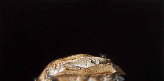 Maurizio Bottoni “In viaggio dentro le cose” Maurizio Bottoni