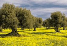 Francesco Loliva : discovering what can happen whit a frame Francesco Loliva